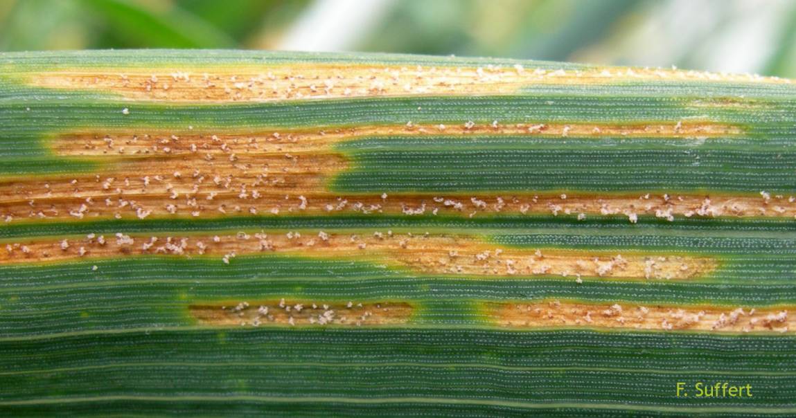 Feuille de blé infectée par Zymoseptoria tritici