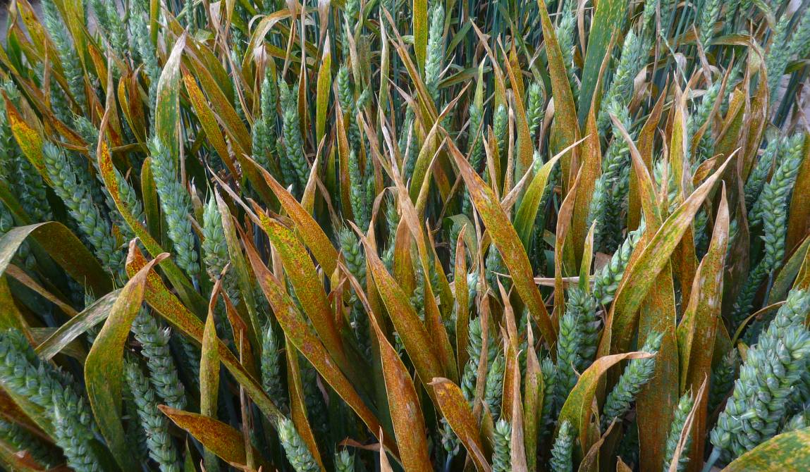 Puccinia triticina_Rouille brune du blé tendre_Triticum aestivum_ Villiers-le-Bâcle_FR_20230616_008.JPG